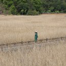 태백산맥거리1 이미지