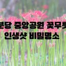 꽃무릇공원 | 분당 중앙공원 꽃무릇, 서울 근교 가을 나들이 완벽 코스