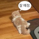 썸네일 맛집인 유튜브 애니멀봐 고양이 특집.cat 이미지