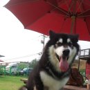 도그카페 이미지