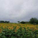 비내리는 연천 호로고루 해바라기 이미지