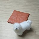 숲 동물병원 펫스테이션점 네이버블로그
