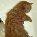 펫츠아일랜드 이미지