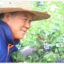 청정지역 제천에서 수확하는 국산 블루베리 판매합니다 이미지