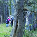 마로니에길 이미지