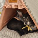 맘스펫 다산애견미용 호텔 분양 | 다산 애견호텔 맘스펫 다산애견미용 호텔 가위컷 이용기