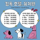 힐링애견 | 킹독 애견카페│의정부 실내 애견카페 힐링공간 방문 후기