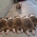 YG OIL CLUB 이미지