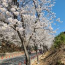 여주 흥천 남한강 벚꽃 축제 이미지