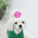 로이펫살롱 이미지