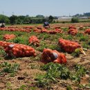 한국청과 이미지