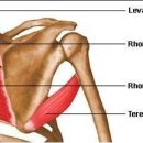 어깨밑 활배근 부위 근육 통증 이미지