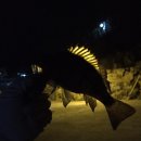 JJ펜션 민박 이미지