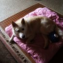 스마트심바이오 이미지