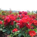 삼호세탁소 이미지