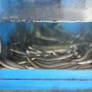 백마강숯불민물장어 이미지