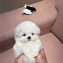럽댕 강아지분양 | 부산미니비숑분양 럽댕, 강아지 분양의 새로운 표준을 제시합니다