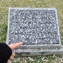수원화성 팔달산 팔달공원 벚꽃구경🌸🌧늦후기