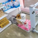 셀럽퍼피 이미지