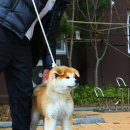 아키타 이미지