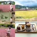 온천대로 | 충남아산 8000평 규모 핑크뮬리 명소 카페, 사진 맛집 오픈런 후기/ 현재 상황&lt;카페지새울&gt;