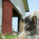 장훈목장 이미지