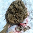 정일수농장 이미지