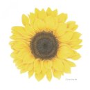 보테니컬 아트 이미지