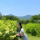 [여수 수국 명소] 장도ㅣ6월 28일 개화 상황 &amp; 물때 시간, 포토존 총정리