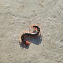 증평 좌구산 대회 이미지