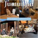 복돌네민박 | 주문진 에어비앤비 복돌네 방으로 들어오는 동물손님들과 바다촌캉스