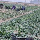 반함스토어 | 극한직업 비금도 섬초가게 위치, 택배 주문 방법, 스마트스토어 주소 총정리