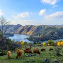 비젼목장 이미지