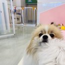 펫밀리하우스 네이버블로그