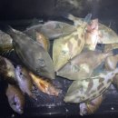 외섬낚시