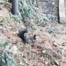 도덕산공원(야외음악당) | 광명 도덕산 단풍 : 도덕산공원 도덕산출렁다리 야생화단지