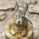 신전떡볶이신백점 | 2026 2월 (1탄)