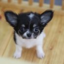 제주 헬로우펫 이미지