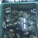 울산전복킹 이미지