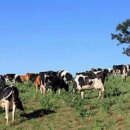 덕유목장 이미지