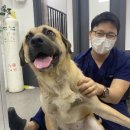 엔젤동물병원 네이버블로그