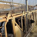 세종퍼스트피부과 | 대전, 세종 설연휴 나들이 / 죽동 르몽탁 / 세종 밀크 목장 / 노은 맛집 삼동소바 /대전아이랑 /세종아이랑