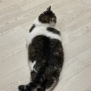 더케어벳 | 고양이 영양 검사부터 맞춤 영양제까지, 페노비스 벳 케어 플러스