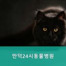 만덕24시 동물병원 네이버블로그