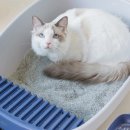 (주)레토 | 밤마다 모래가 조용히 사라지는 집 — 레토 고양이 평판형 화장실(파랑) 실사용 루틴