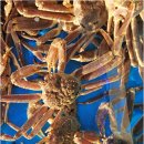 울진대게 이미지