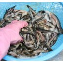 우리집추어탕 이미지