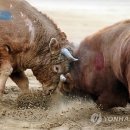 소싸움