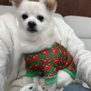 생글댕글 이미지