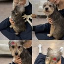 발렌티몽 이미지